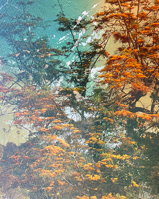 "Silk Oak" - Open Edition Fine Art Print