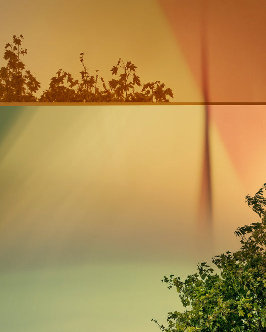 Two trees with a gradient sky transitioning from green to orange.