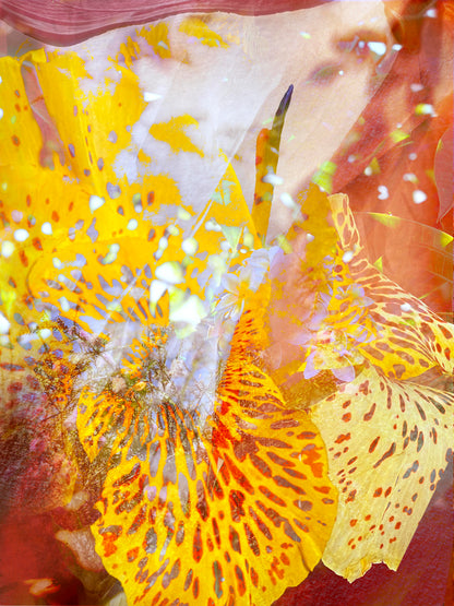 "Quite Lily" Open Edition Fine Art Print