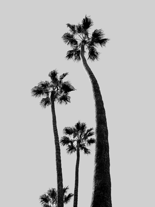 Van Ness botanical black and white photography print by Niqui Carter, black and white image of a palm tree