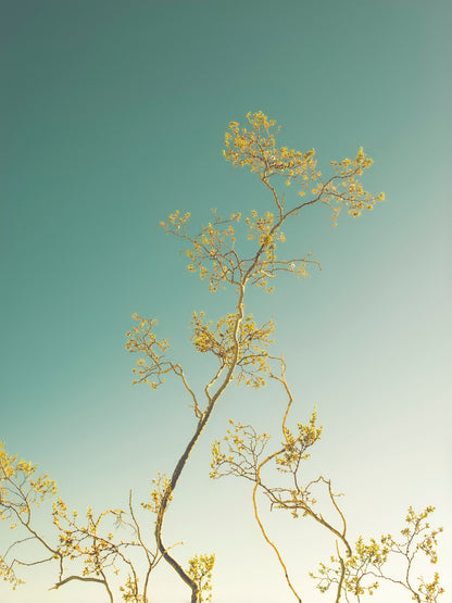 Desert Beauty botanical fine art photography print by Niqui Carter, teal sky and golden branches