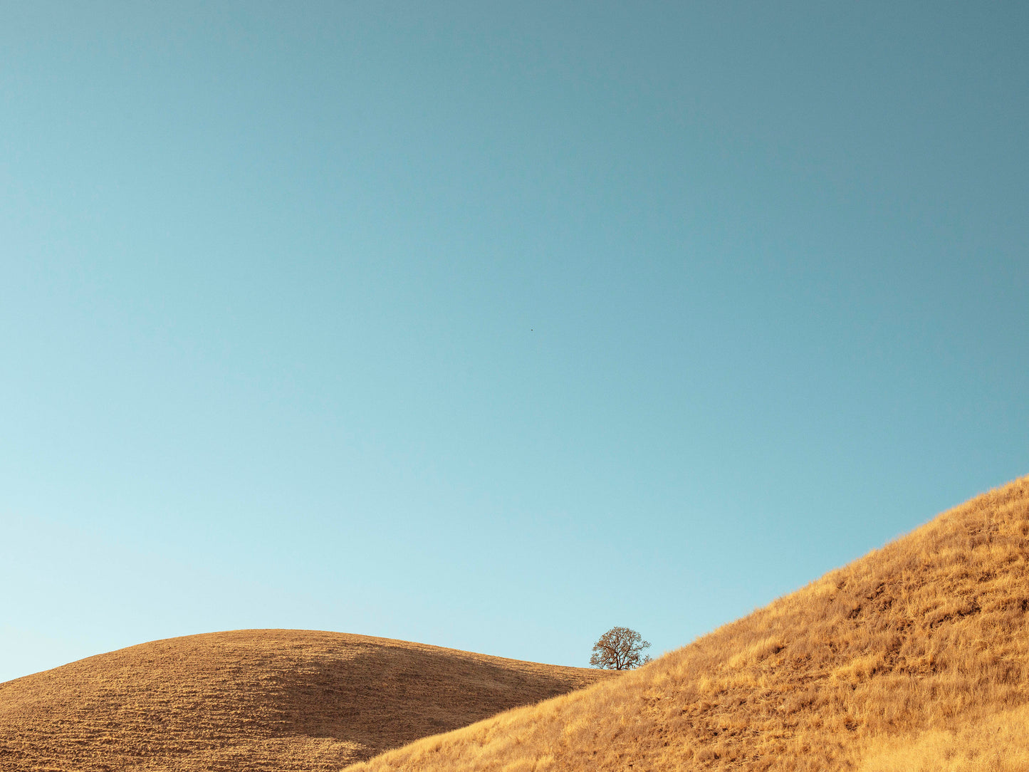 Paso Robles landscape photography print by Niqui Carter, golden hills and sunlight