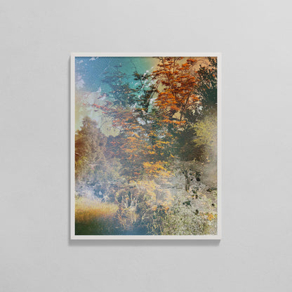 Silk Oak