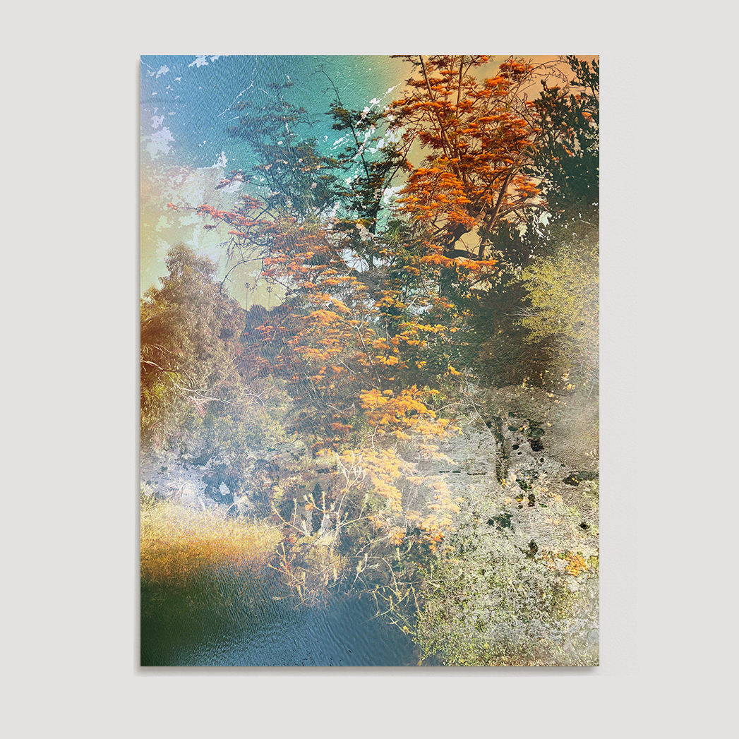 "Silk Oak" - Open Edition Fine Art Print