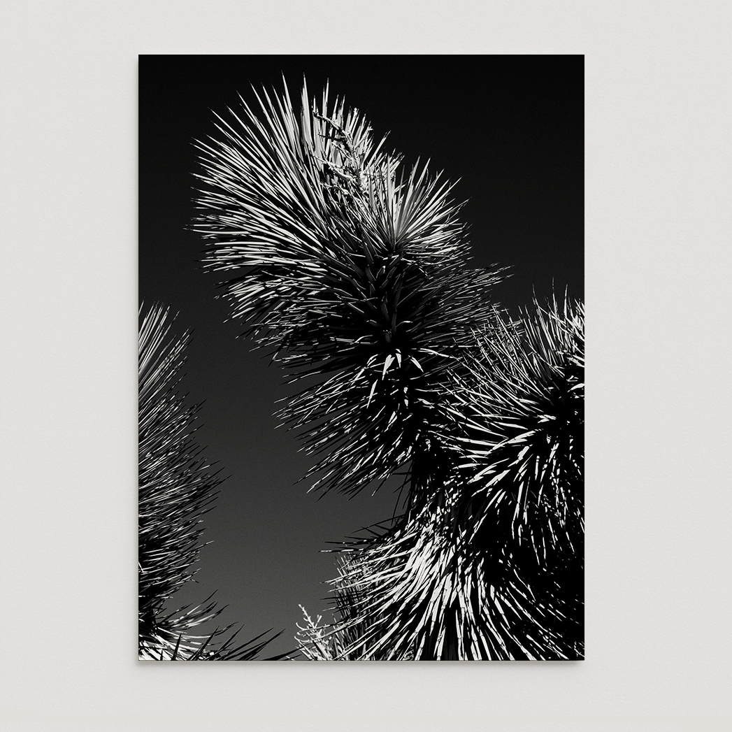 Black and white image of a Joshua tree against a dark background