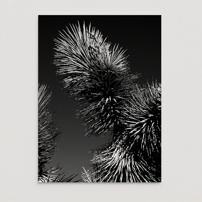 Black and white image of a Joshua tree against a dark background