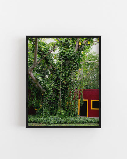 Framed photograph of a lush green garden with a red building in the background in Merida, Mexico.